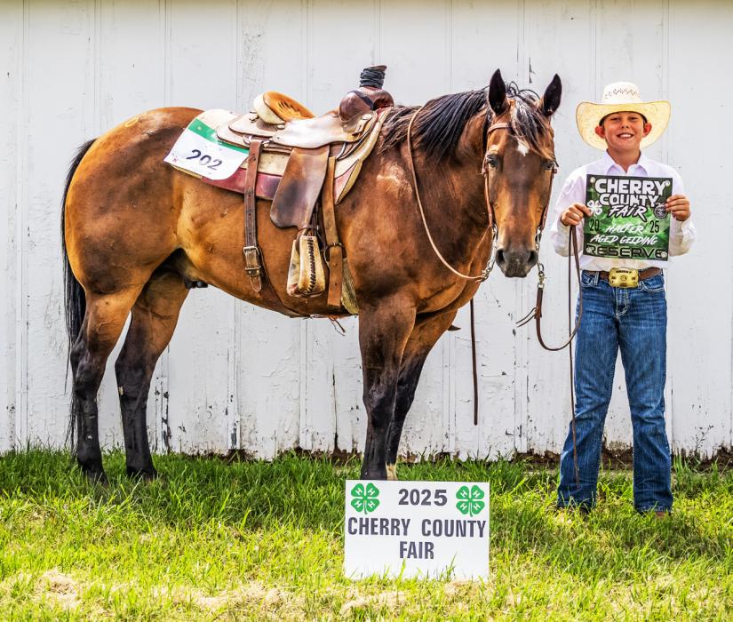 Halter Aged Gelding Reserve Bentley Ford.