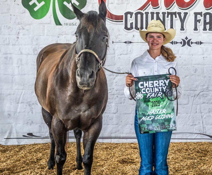 Halter Aged Gelding Champion Shaye Kime.