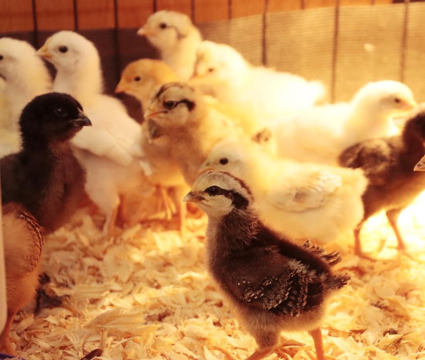 Eighth grade science class hatches lessons in life and ag