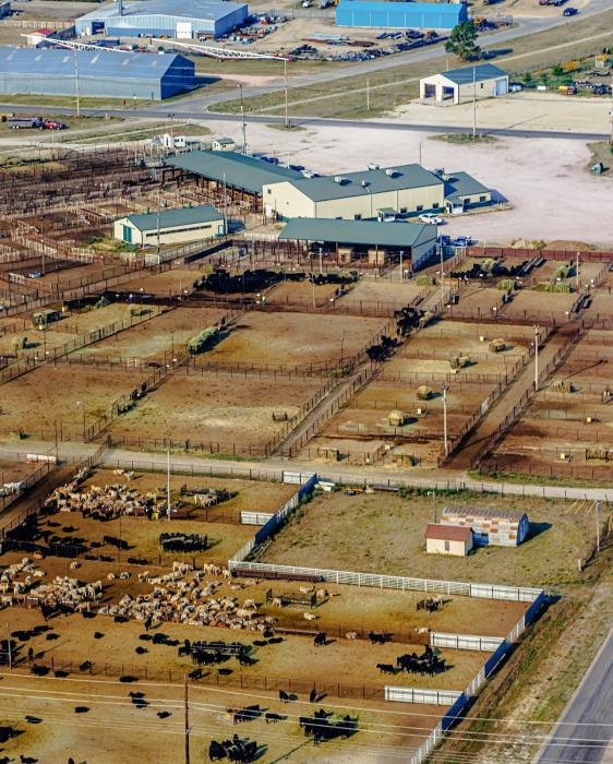 The pens at the Valentine Sale Barn held cattle that brought the hightest price ever recorded nationally in the 10 weight category. Photo by Laura Vroman