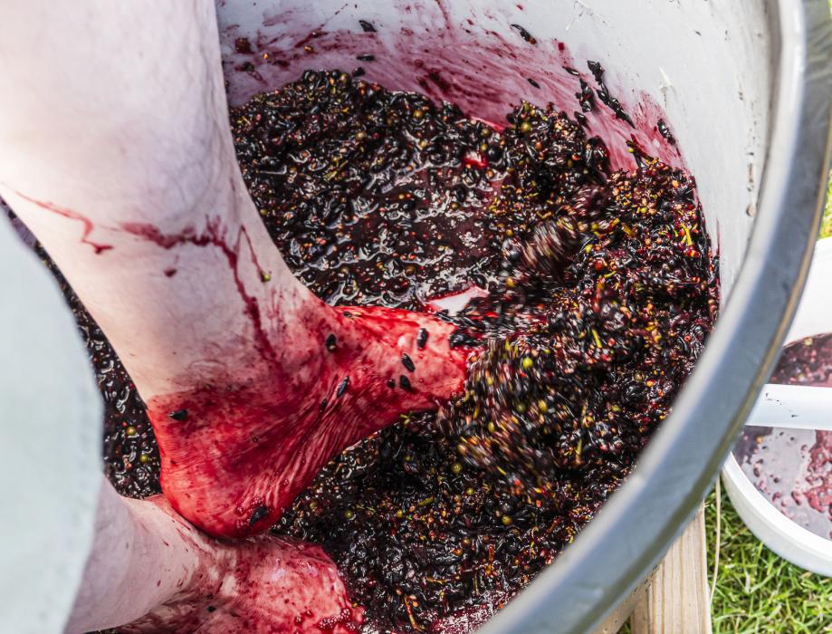 Hail wasn’t going to steal the joy of grape growing in Nenzel, NE! So the Nollette’s turned what could have been “sour grapes” into a harvest festival with the inaugural grape stomp! Traditional methods were used and judged by the amount of juice that was squeezed out. At right is a white spigot where the juice falls into a pail and is measured. Clearly, this contestant had a good rhythm. Photos by Laura Vroman