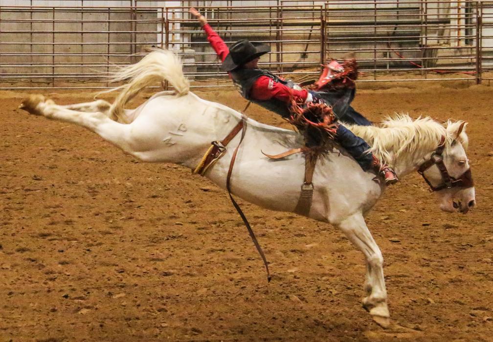 Garrett Shadbolt of Merriman came to the Coffee Pavillion at Chadron State College in mid-October to ride this bronc named Medicine Show belonging to Spud Creek Rodeo at Interior, S.D., while a video was being shot. The video was shown during an auction and the white horse sold for $30,000. Photo by Con Marshall