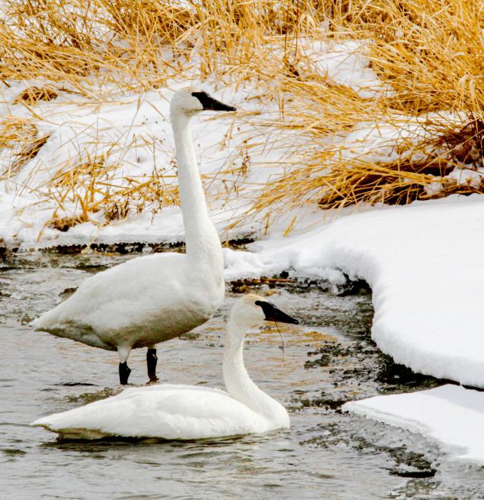 Sign up for the annual bird count. Imagine coming across these two beautiful swans - what will you see? photo by Gordon Warrick