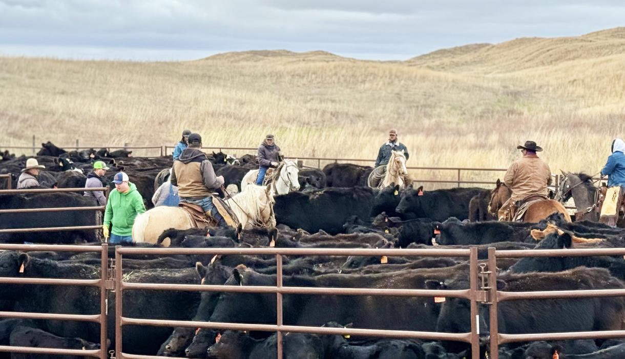 As spring progresses it won’t be long before it’s branding season. Tips below courtesy of Butler Vet Clinic ~ a way to keep your herd strong and healthy! Photo by Tina Boone