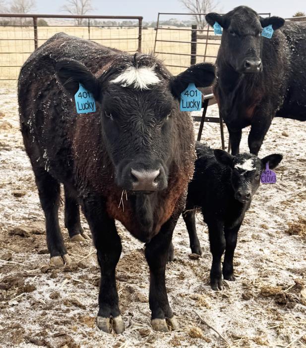 Lucky was blessed to have a happy, healthy calf, Clover, the first of the season for the FFA Heart City Beef program. Photos by Tina Boone