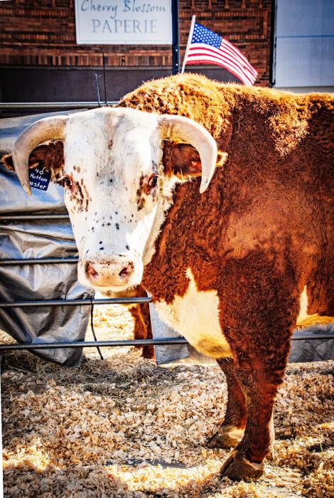 Hutton Ranch brought one of their bulls to display at the 25th annual Bull Bash, in downtown Valentine. Isn’t he a handsome guy?! Photo by Tina Boone