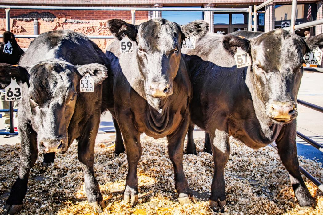 For the past 25 years, bulls have celebrated Bull Bash! Just look at these beautiful Angus babies! Photos by Tina Boone
