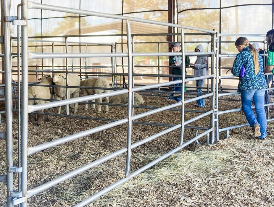 Youth judge a class of market lambs.