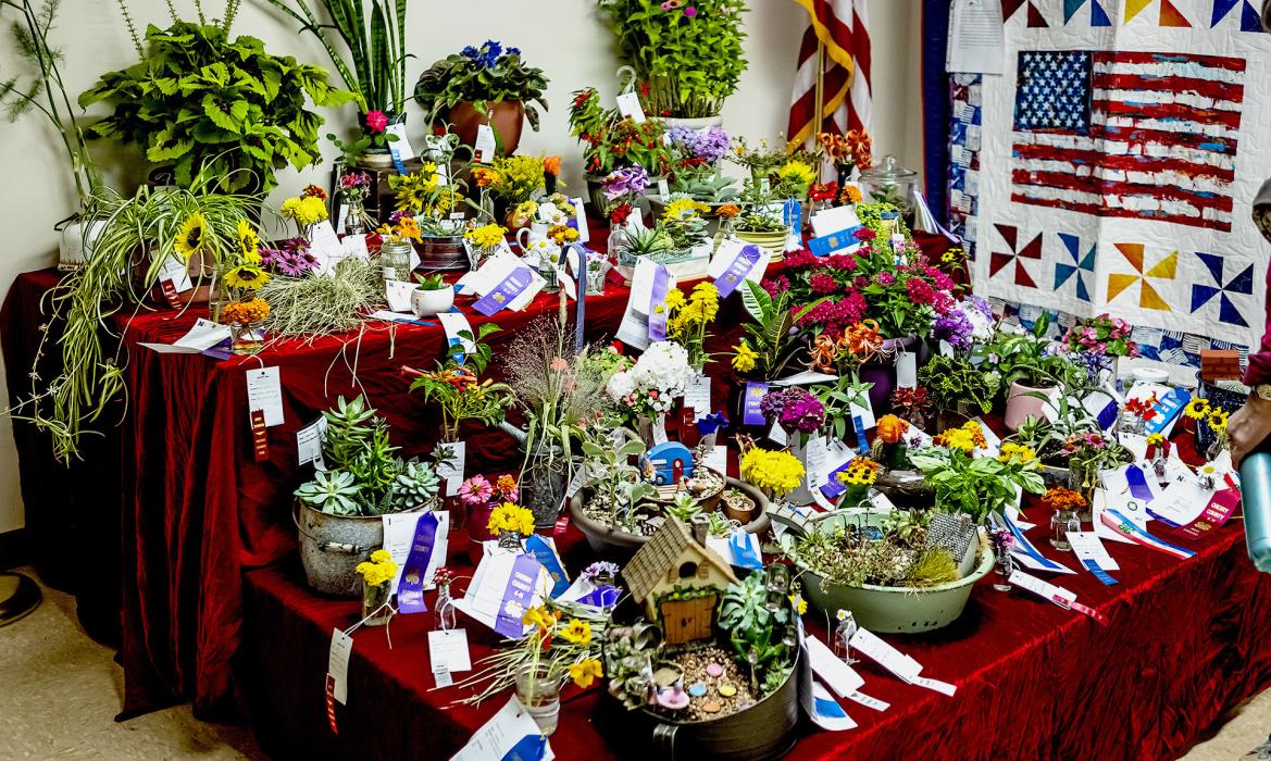 Using the power of your imagination, look at these wonderfully colorful flowers and plants that have been grown in Cherry County!