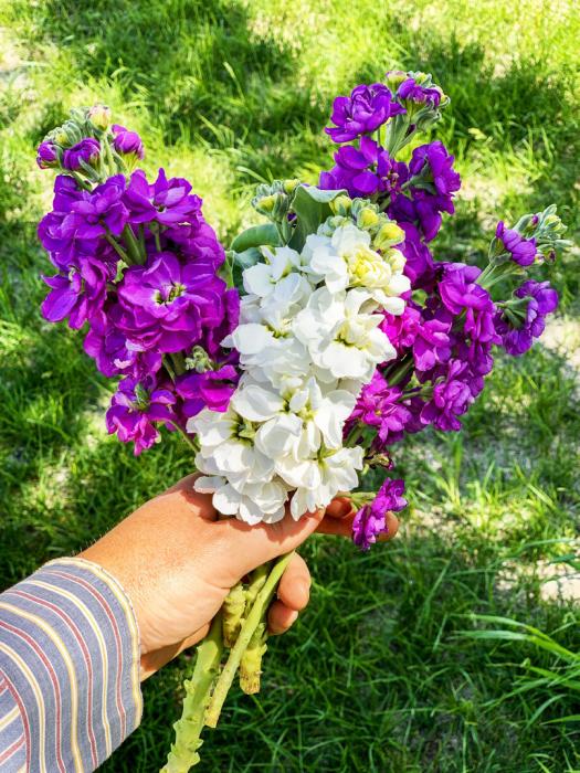 These colorful beauties are stock, and they smell delicious! Subscriptions to premium bouquets are available by contacting Chelsie Moreland at chelsie_moreland@hotmail.com