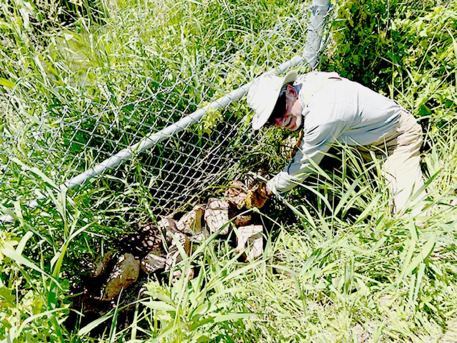Sandhills Prairie Refuge Association volunteers and refuge staff made repairs to the turtle fences along Highway 83 at the Valentine National Wildlife Refuge. A section of the fence was damaged when a vehicle left the roadway. Volunteers replaced that section. Pictured above is Gordon who placed rock where water washed under the fence. SPRA has worked on the fence several times making sure it does its work of keeping turtles from becoming road kill.