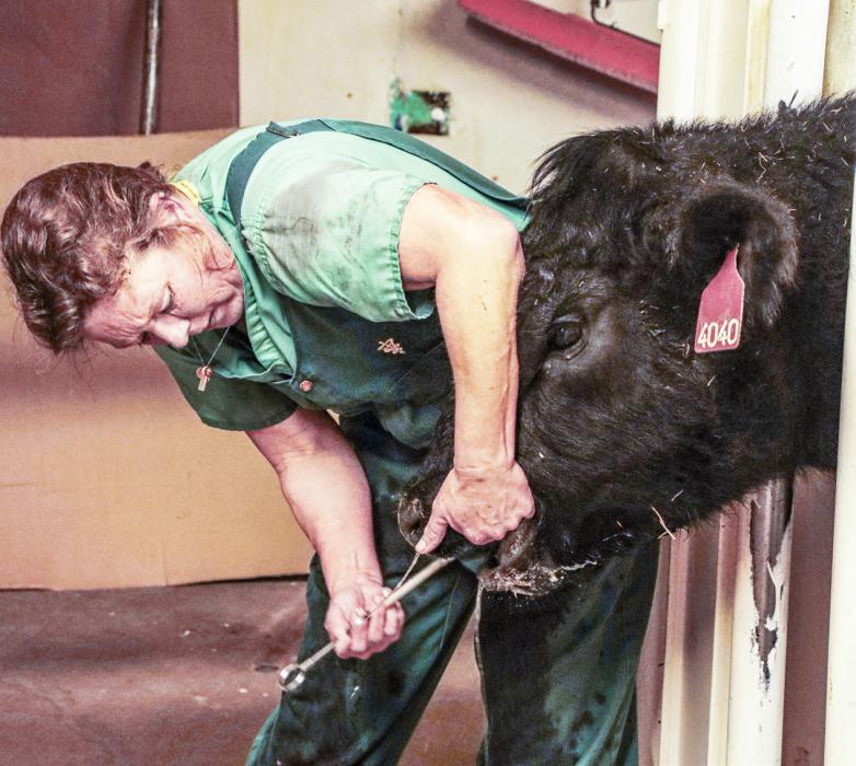 Dr. Britt medicating a cow that just underwent a C-Section Procedure ~ The 117 lb calf and Mom are doing well!