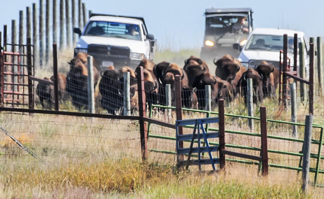 In the autumn, the bison are rounded up, health checked, culled and released on winter pasture.