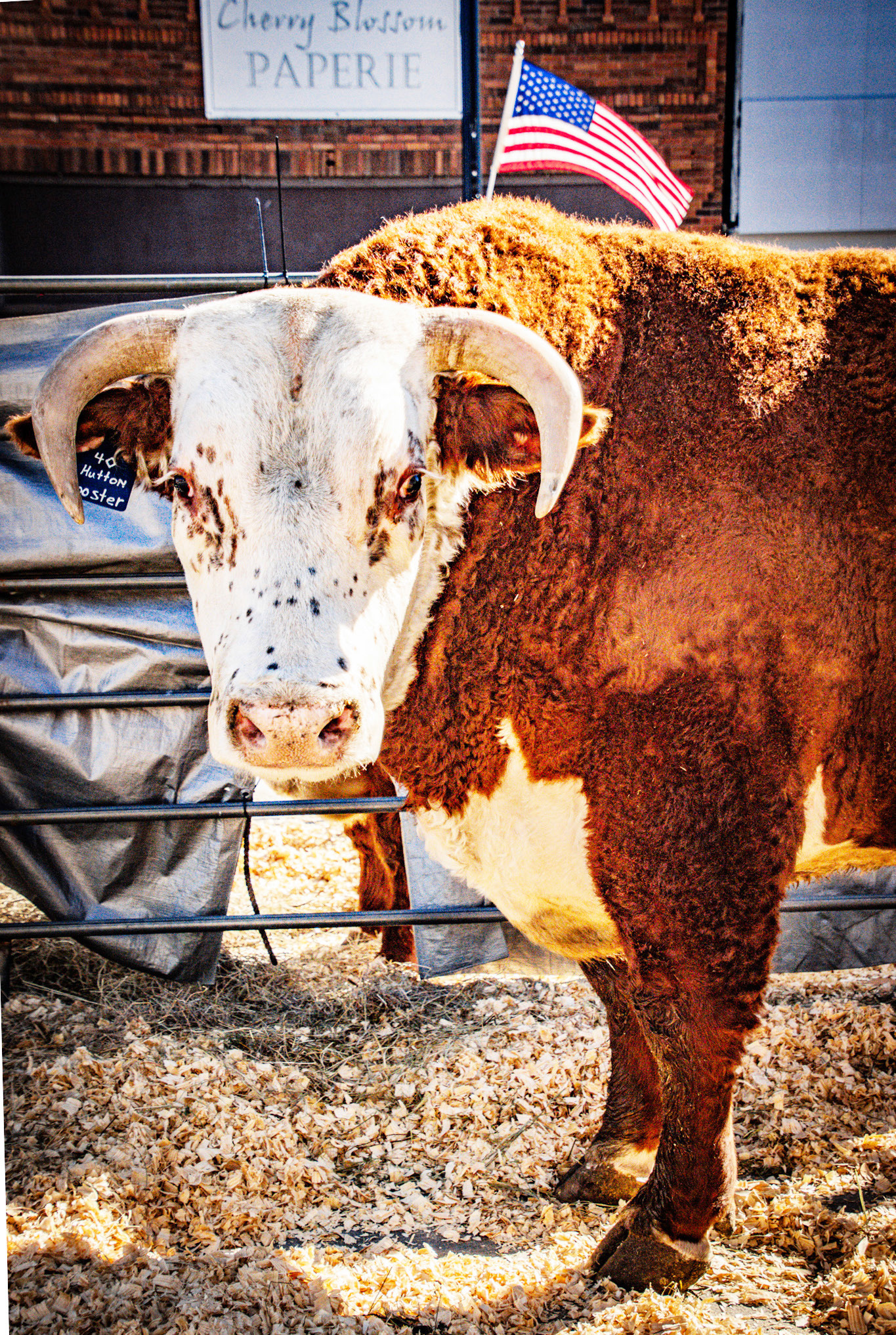 Here’s the BEEF from the 25th annual Bull Bash! | Valentine Midland News
