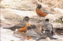 Robins enjoy a drink and a nice bath along the shores of the Niobrara River. Photo by Gordon Warrick