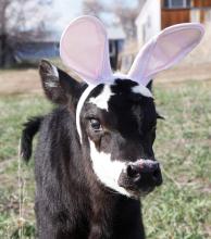 Cody will host an Easter Egg Hunt this Saturday, April 4, at the Cody Park for ages 0-10 at 11:00 a.m. MDT. An Easter Program will be held April 4, at 2:00 p.m. at the Ecology Park in Valentine. Photo by Tina Boone