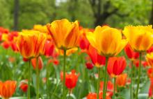 Plant now for spring color