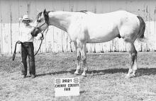 Champion Aged Gelding – Treven Kenner.