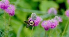 A bee nectaring on purple prairie clover (Dalea purpurea) which is hardy in zones 3-8. Photo courtesy of MelindaMyers.com