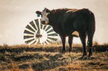 With thoughtful pasture management this autumn, you may have more grass and healthier stands tomorrow. Photo by Tina Boone