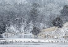 Snow began falling December 24 in pretty little flakes and winds that gusted up to 35 mph. The geese decided to stay put. Photos by Laura Vroman