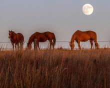 Prepare for Foaling Season