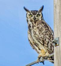 Whooooo’s ready for the New Year?