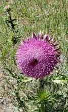 ‘Pretty flowers’ and plants can be out of place in range and pasture