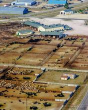 The pens at the Valentine Sale Barn held cattle that brought the hightest price ever recorded nationally in the 10 weight category. Photo by Laura Vroman