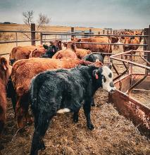 A slight smattering of frost covers the hides of the Boone babies being weened from their moms who are on the other side of the fence. Sturdy fences make a world of difference during this stressful time for moms and babies.