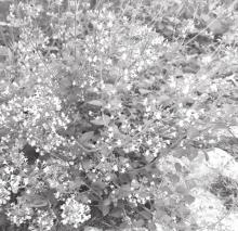 Calamint is a flavorful herb and beautiful mounding perennial herb that blooms June into September.