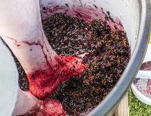 Hail wasn’t going to steal the joy of grape growing in Nenzel, NE! So the Nollette’s turned what could have been “sour grapes” into a harvest festival with the inaugural grape stomp! Traditional methods were used and judged by the amount of juice that was squeezed out. At right is a white spigot where the juice falls into a pail and is measured. Clearly, this contestant had a good rhythm. Photos by Laura Vroman