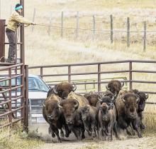 Bison were herded into the corrals at Fort Niobrara National Wildlife Refuge, Wednesday, October 12, 2022 on day two of the annual round-up. Photos by Laura Vroman