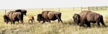 The bison will be located along the county road east of the Visitors Center so you can have a look at how the calves have grown!