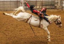 Garrett Shadbolt of Merriman came to the Coffee Pavillion at Chadron State College in mid-October to ride this bronc named Medicine Show belonging to Spud Creek Rodeo at Interior, S.D., while a video was being shot. The video was shown during an auction and the white horse sold for $30,000. Photo by Con Marshall