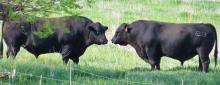 Your bull battery is one of the biggest investments you have in your ranch. Photo by Tina Boone