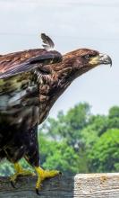 A love for Eagles takes flight: A Cherry County story of conservation, compassion and hope