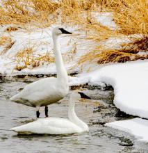 Sign up for the annual bird count. Imagine coming across these two beautiful swans - what will you see? photo by Gordon Warrick