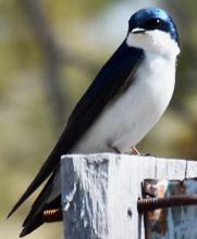 One of many species of birds that can be found in the Sandhills.