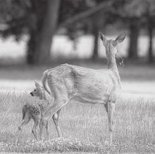 Oh deer?! Another record high temperature set