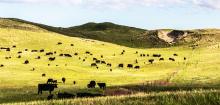 The Nebraska Sandhills are a beautiful place to raise beef.