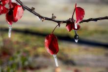 Leaves and berries are covered in ice. What was once a colorful autumn foliage, now only had a few stragglers hanging on. Photo by Laura Vroman