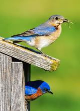 The Sandhills Prairie Refuge Association will be doing a Bluebird Nesting Box check and you’re invited to learn more about these beautiful birds. Photo by Gordon Warrick