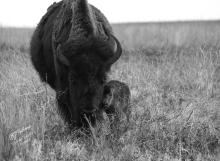 Photo taken at sunset May 2020 at Fort Niobrara National Wildlife Refuge by BJ Roshone. All rights reserved.
