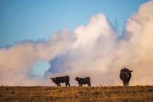 Cattle graze the Sandhills under a spring filled sky. Photo by Laura Vroman