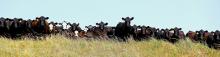 Nebraska is number one in beef and veal exports in 2023! Way to feed a nation ag producers! One farmer could feed nearly 76 people in the early 70s. Today, one farmer can feed more than 165 people! #AgDay24 Photo by Laura Vroman