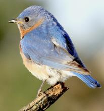 Bluebird houses are located up by the Visitors Center at Fort Niobrara NWR. Photo by Gordon Warrick