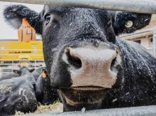 MOOoooosey on down to Valentine’s Main Event this Saturday, February 14, 2026 ~ Valentine’s Day in Valentine, Nebraska! Photo by Laura Vroman