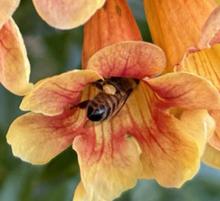 Honeybee forages on a flowering trumpet crossvine with pollen on her legs. Photo by Jae Horn/UNL