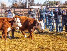 Kassie Hanson with Hereford heifers from Hoffman Ranch.